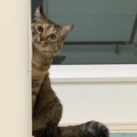顔をのぞかせる猫