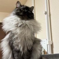 襟巻きのような毛の猫