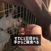 人の手をなめる子猫