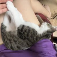 前足を触られるキジ白の子猫