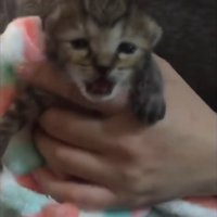 鳴いている子猫