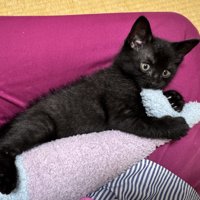 スカートの上でおもちゃで遊ぶ子猫