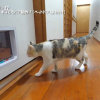 猫用出入り口を見ている猫