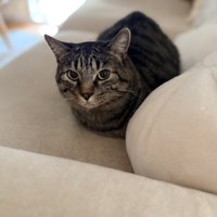 香箱座りの猫