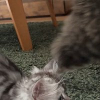 猫を目で追う子猫