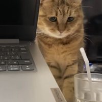 パソコンと猫