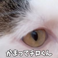 かまってチロくん