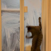 ドア越しに移動する飼い主の手を追いかける猫