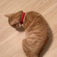 落ち着かない猫