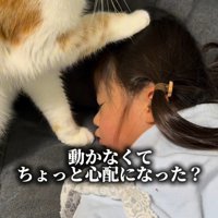 再び頭に前足を添える猫