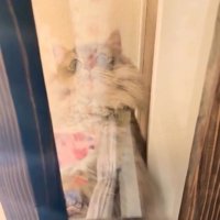 キャットウォークを歩いている猫