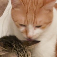 キジトラ猫を毛繕いする茶白猫