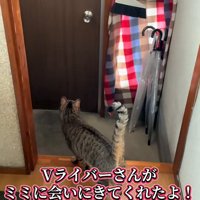 待機する猫