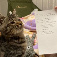 室内にいる猫