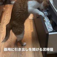 引き出しを開けている猫
