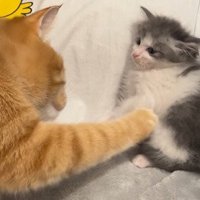 子猫にタッチする茶トラ猫2