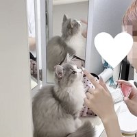 飼い主さんから人差し指を当てられる猫の写真1