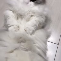 床に仰向けに寝て体をくねらせるミヌエット