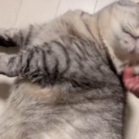 顔をかいてもらう猫