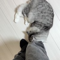 飼い主さんの足に噛み付くサイベリアン