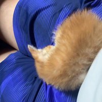 ひざの上で丸くなる子猫