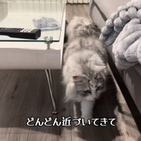 近づいてくる猫