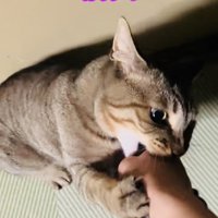 パパさんに噛み付くキジトラ猫