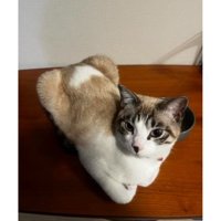 室内にいる猫