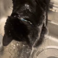 水を浴びる猫の写真4