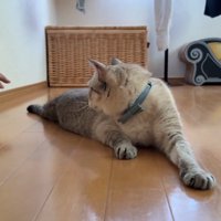 穴に戻る手を見る猫