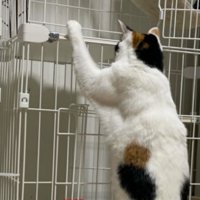 ケンカしている猫