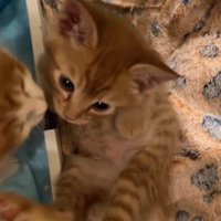 体をひねる茶トラと、茶白の鼻先