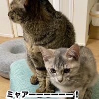 鳴いている子猫