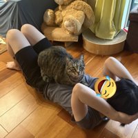 仰向けになっている女性の腹に座る猫