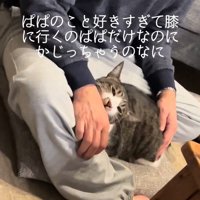 人の手を噛む猫