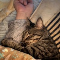 人間の腕に抱きつく猫