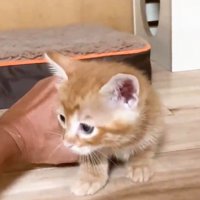 片手でつかまれる子猫