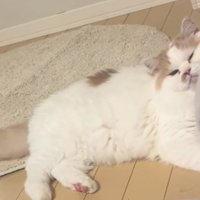 いじけている猫