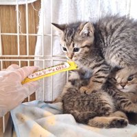 くっついている2匹の子猫