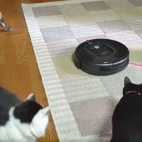 猫とロボット掃除機