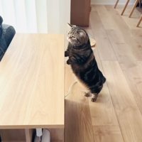 後ろ足で立って赤ちゃんを見るキジトラマンチカン