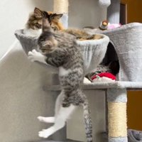 三毛猫が入るボウル型ベッドの縁につかまるキジトラ白の子猫