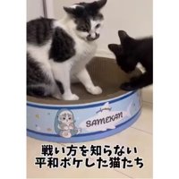 猫と子猫のケンカ