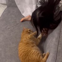 ソファの上で横になる猫