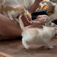 飼い主さんが持つシリンジを見る子猫たち