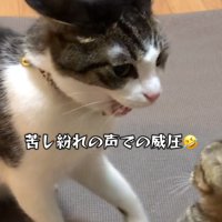 威圧する猫
