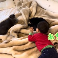 寝ている猫達と赤ちゃん