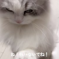 ママの膝を前足でカリカリするミヌエット