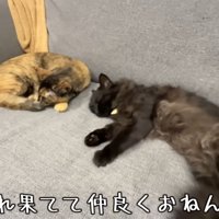 近くで昼寝をする猫達