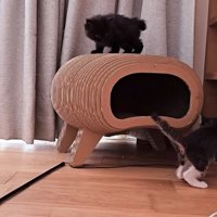 ハウスの上に登る子猫